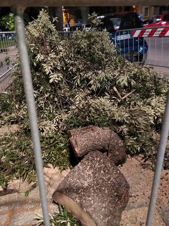 incendi boschivi