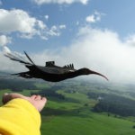 Ibis eremita in volo