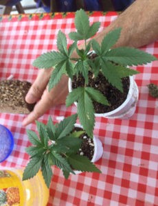 Cannabis: è legale la coltivazione per uso domestico