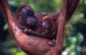 Mamma Orango col cucciolo, Malesia