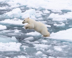 Un giovane orso polare salta sul ghiaccio che va dissolvendosi. Svalbard, Norvegia.