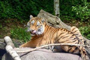 Luva - la tigre siberiana