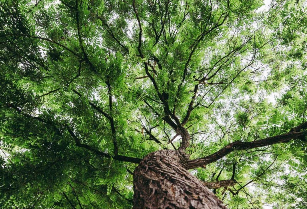 perdita di biodiversità