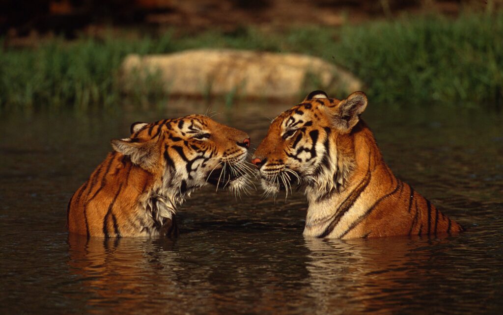 amore, coppia di tigri