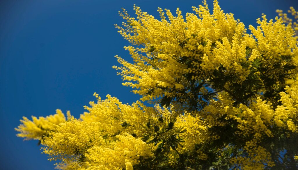 allergie, mimose