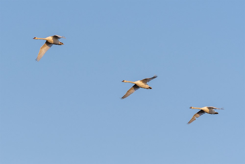 Parco Nazionale del Circeo, cigni reali in volo