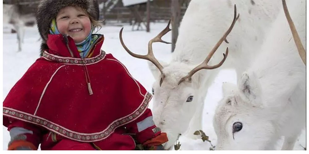 Il popolo Sàmi alleva le renne che prendono il nome dalla stessa etnia. Con l'abbattimento della foresta le renne Sàmi rischiano l'estinzione