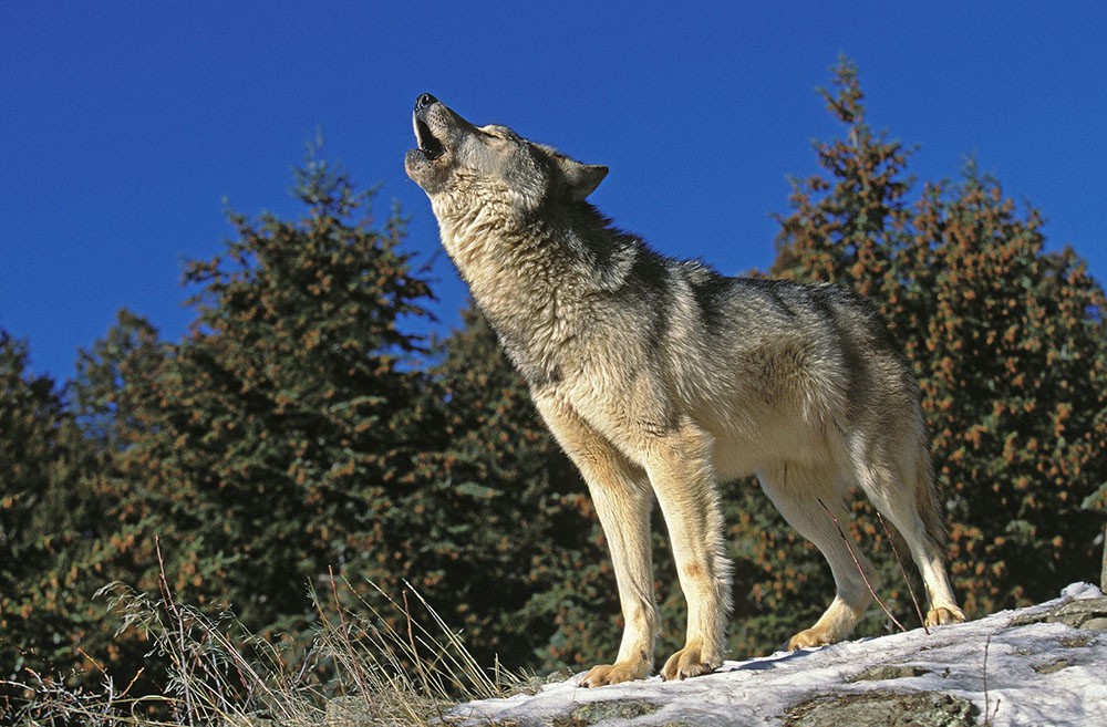 Takaya, il lupo solitario famoso in Canada