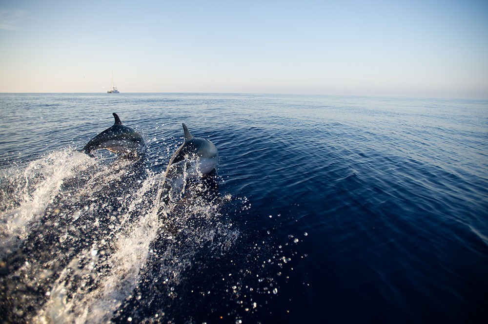 delfini
