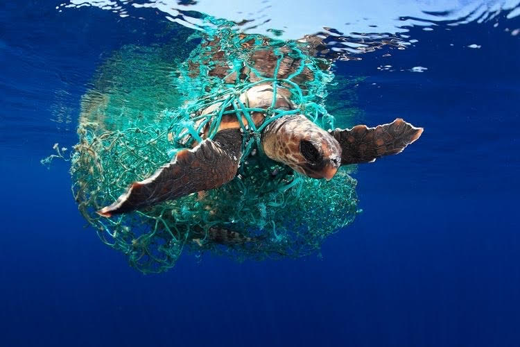  inquinamento, tartaruga intrappolata da plastica abbandonata