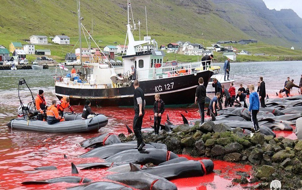 strage di delfini legale nelle isole Faroe