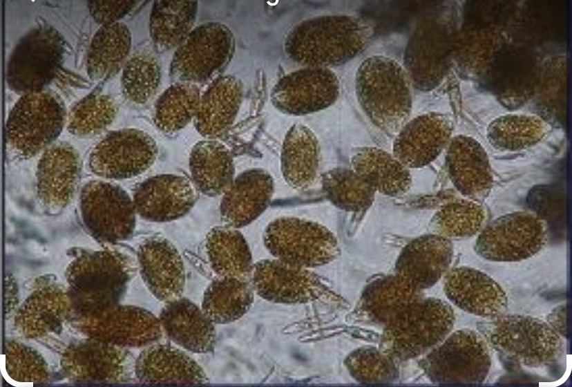Microalga - Ostreopsis ovata