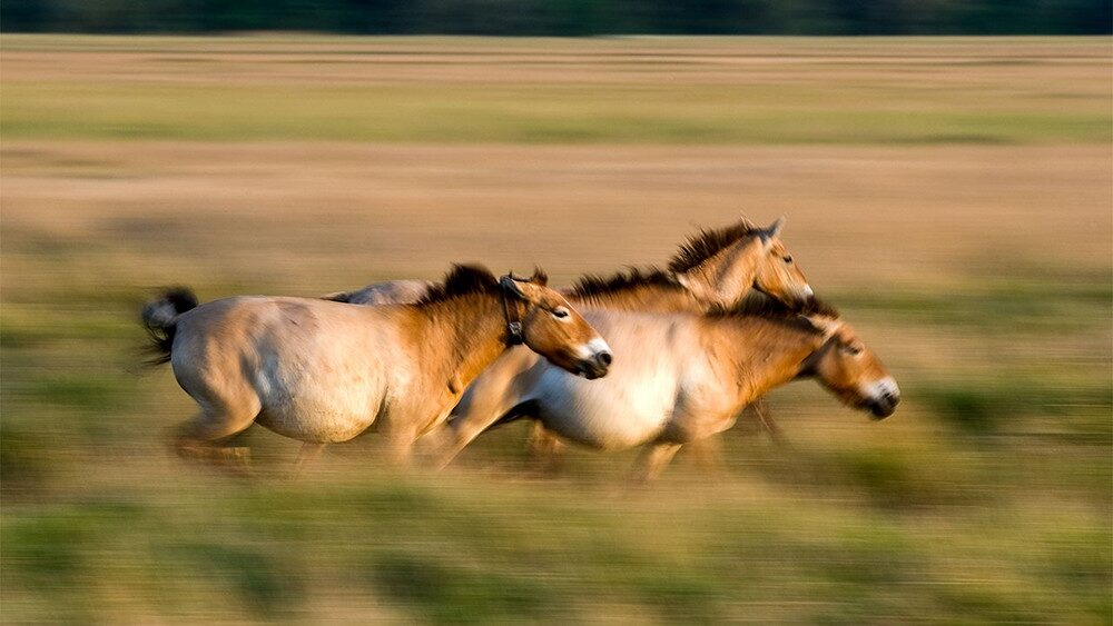 Cavallo - i cavalli "selvaggi" di oggi hanno antenati addomesticati