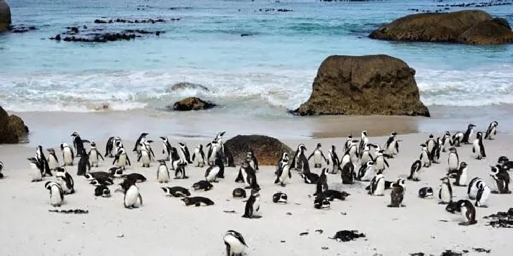 pinguini - carcasse-piene-di-punture