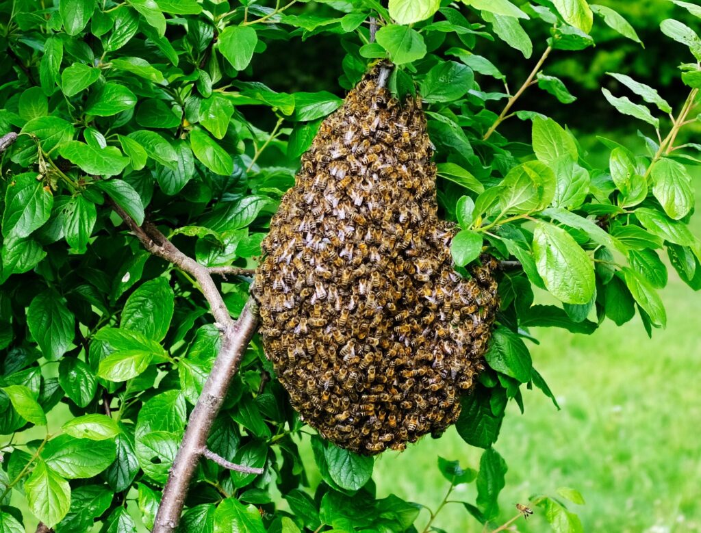 bottinatrici - un favo di cera costruito dalle api