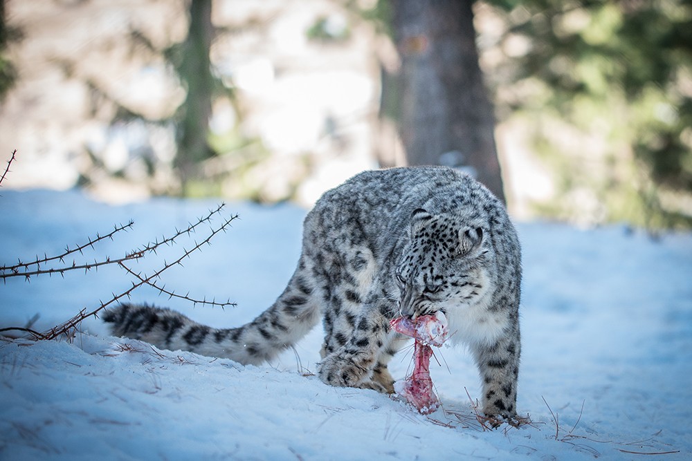 Le principali prede dei leopardi delle nevi sono lo stambecco e la pecora blu (bharal) del Tibet e dell'Himalaya