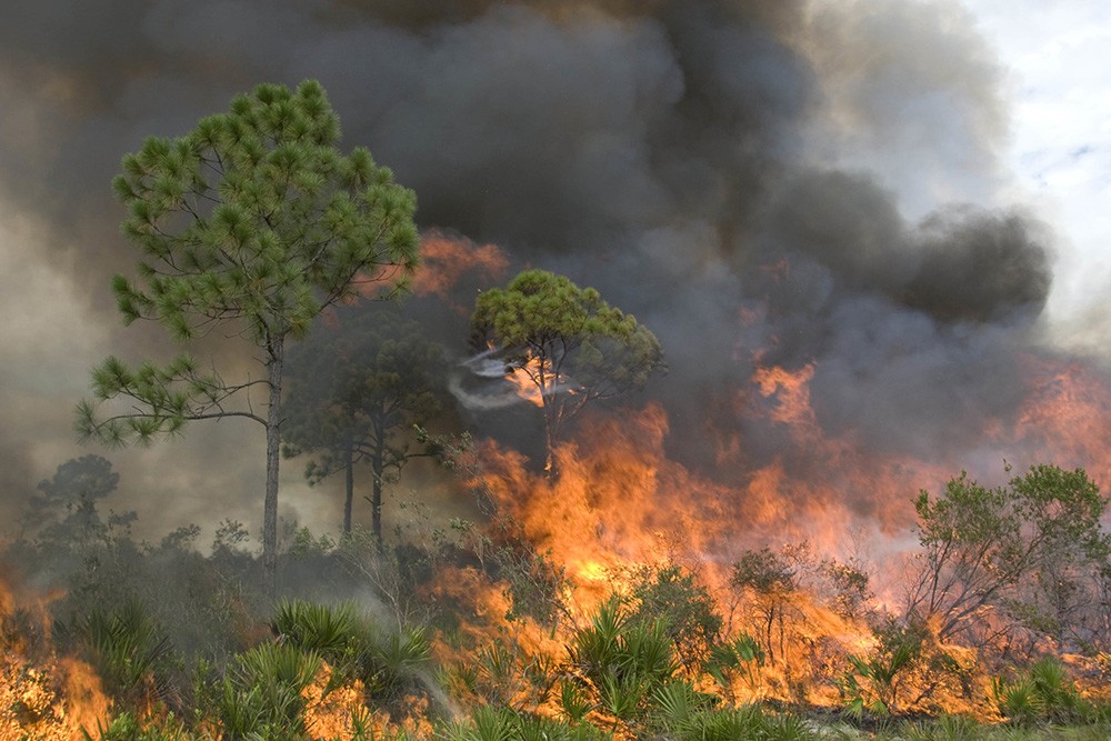 incendi boschivi