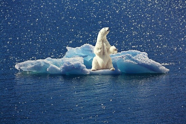 bambini - Orso polare