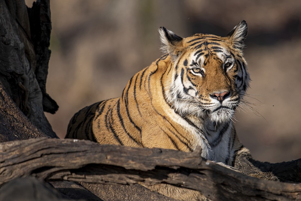 Una tigre nella Riserva Madhya,  Pradesh, India