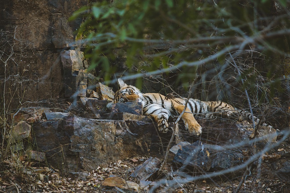 Tigre riserva India