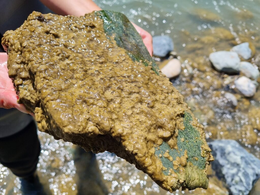 alghe aliene torrente Lys, a Gressoney -St-Jean Valle d?Aosta