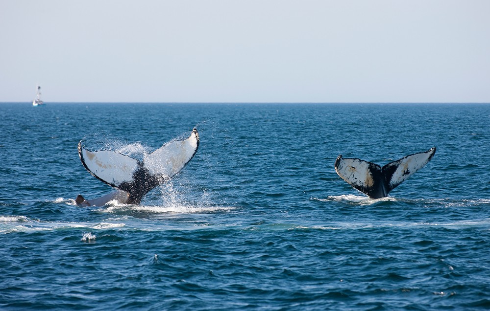 coppia di balene - balena dalla gobba