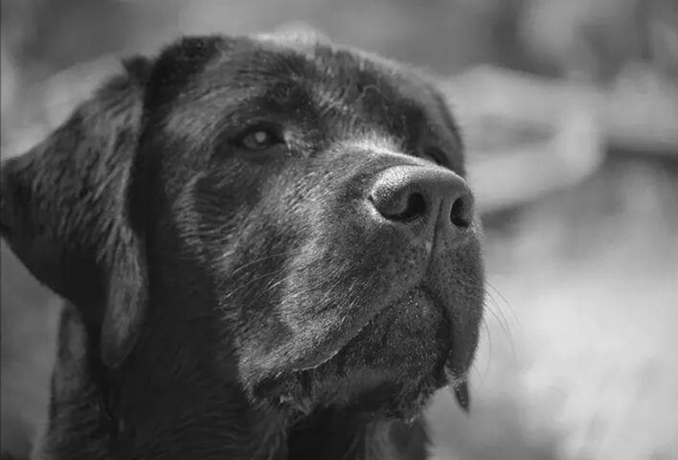 lasciati trovare - Bruno