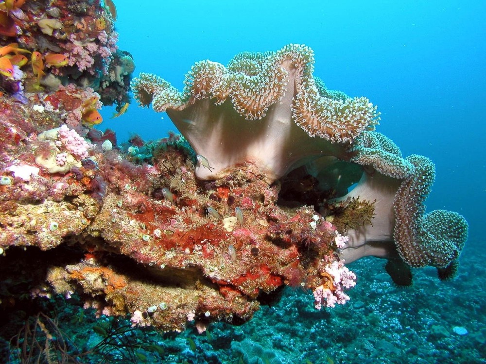natura - biodiversità marina