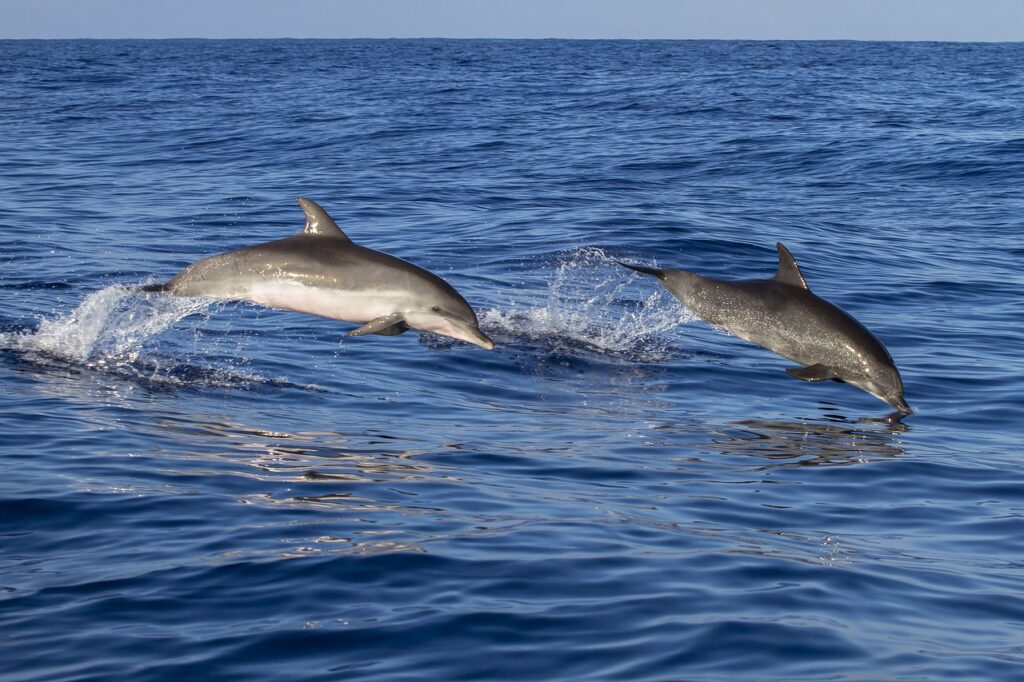 animali estinzione delfini