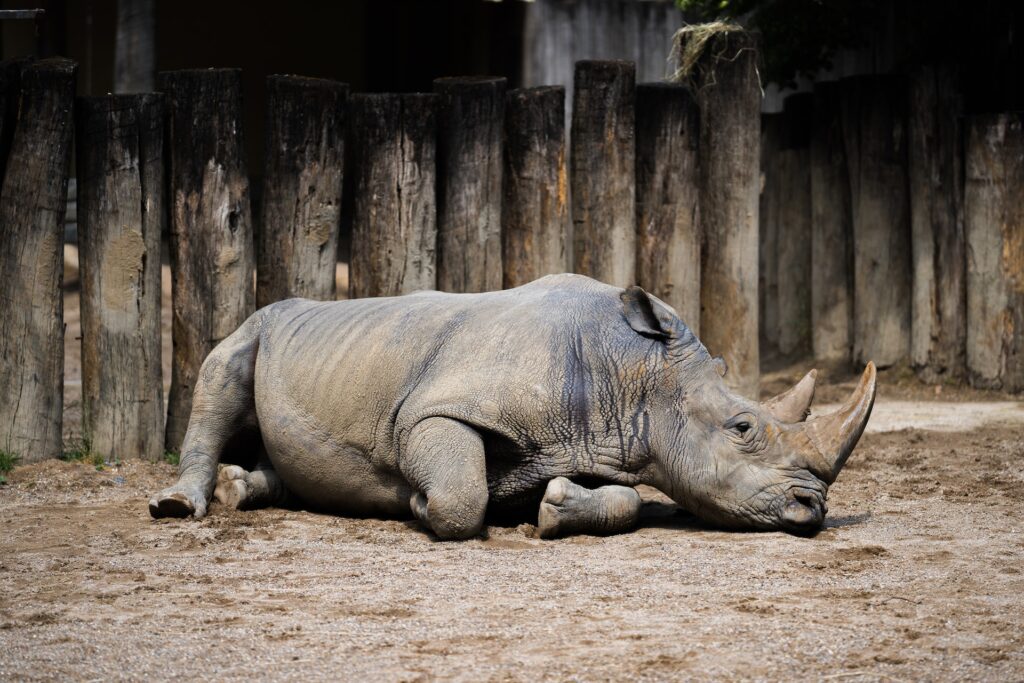 animali estinzione rinoceronte nero