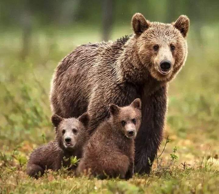 L’uccisione di Amarena e le nuove richieste di tutela dell’orso