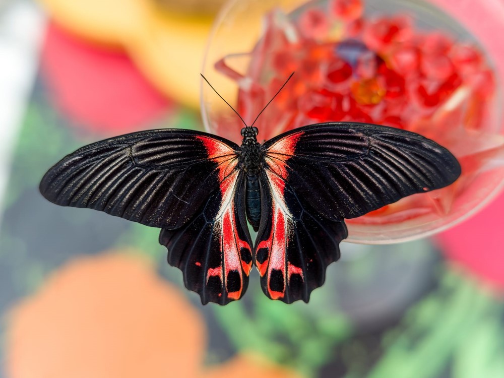 farfalla papilio rumanzovia