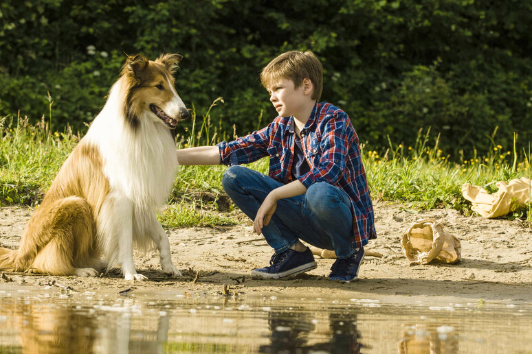 Immagine del film "Lassie torna a casa" tratto dalla vera storia