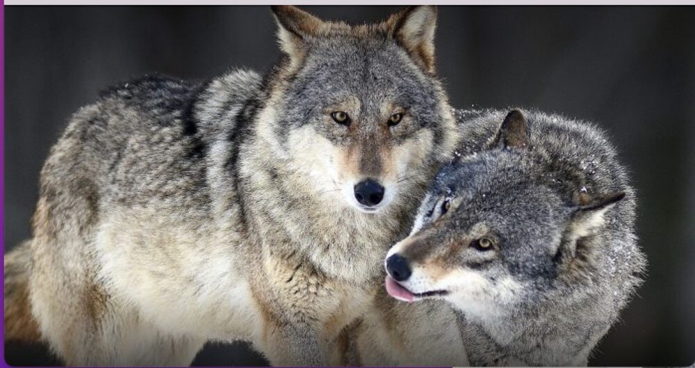 Basta Fake news sul lupo: l’appello di studiosi e ambientalisti