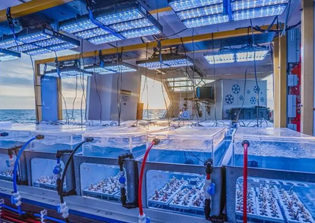 Coralli E Cambiamento Climatico Coralli E Cambiamento Climatico