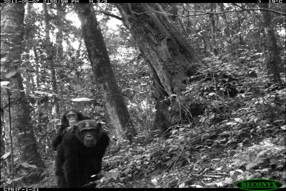 immagini fototrappole 