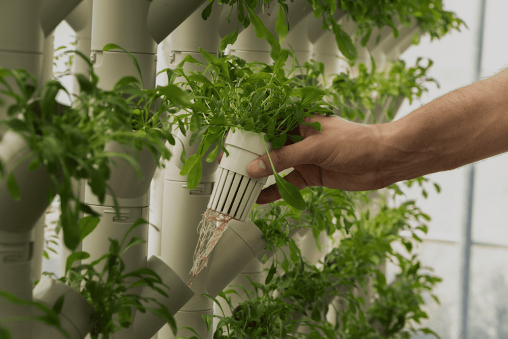 Nell’agroalimentare, The Circle si espande con innovazione e sostenibilità