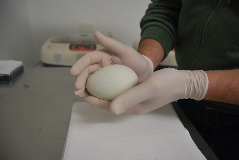 Al Parco Natura Viva quaranta uova rarissime di specie a rischio e sorprese di Pasqua per gli animali