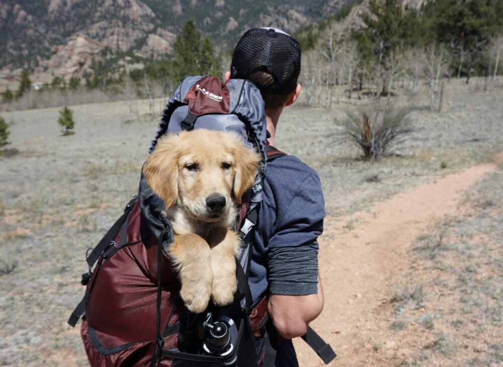 Turismo pet-friendly: un nuovo modo di viaggiare