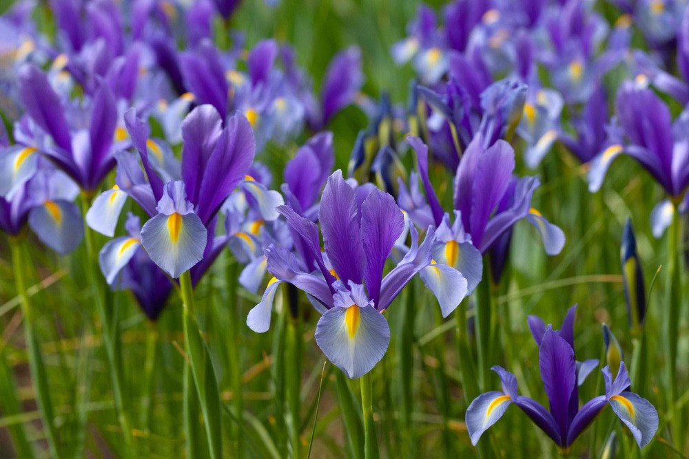 Firenze in Fiore tra natura, arte e profumi primaverili