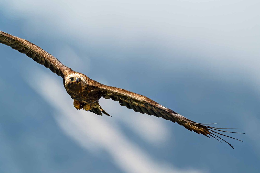 L’Aquila Reale: il nuovo libro di Giorgio Marcoaldi