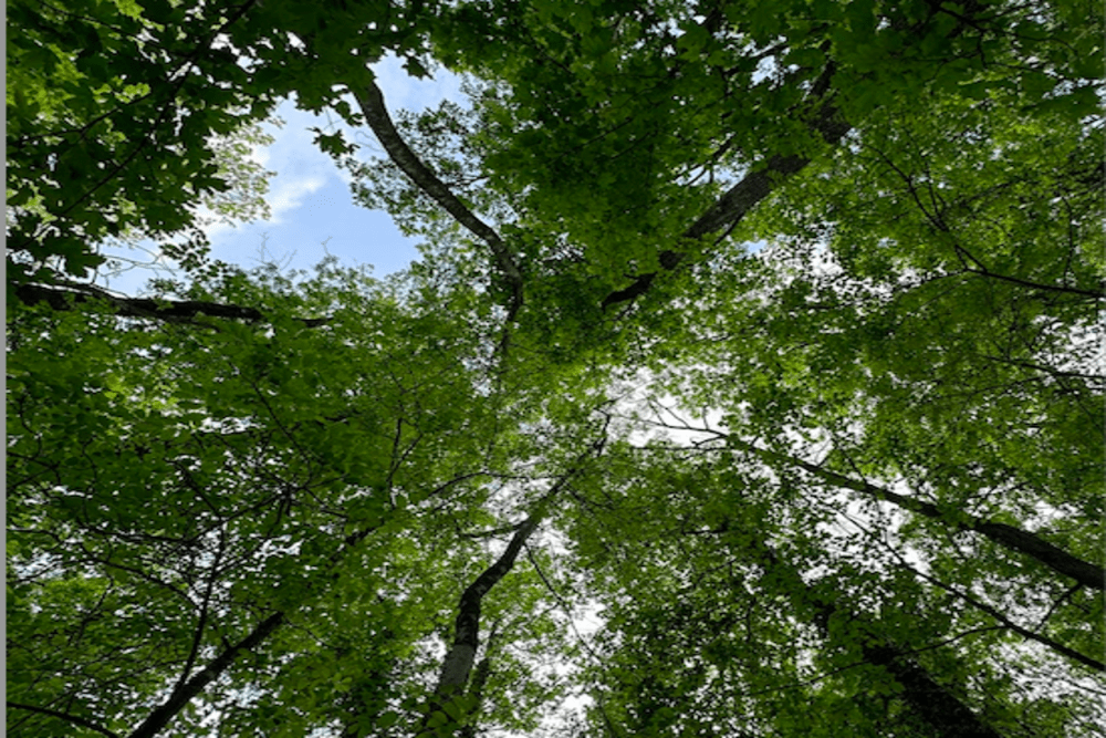 Una giornata nella foresta: forest bathing sul Monte Nero