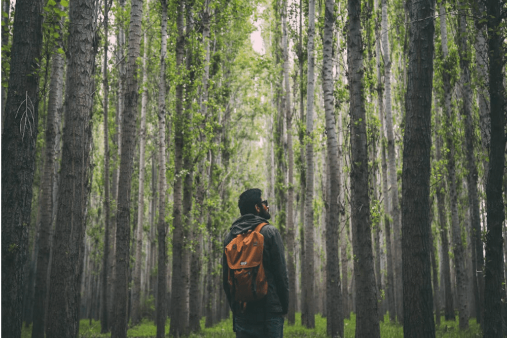 forest bathing 