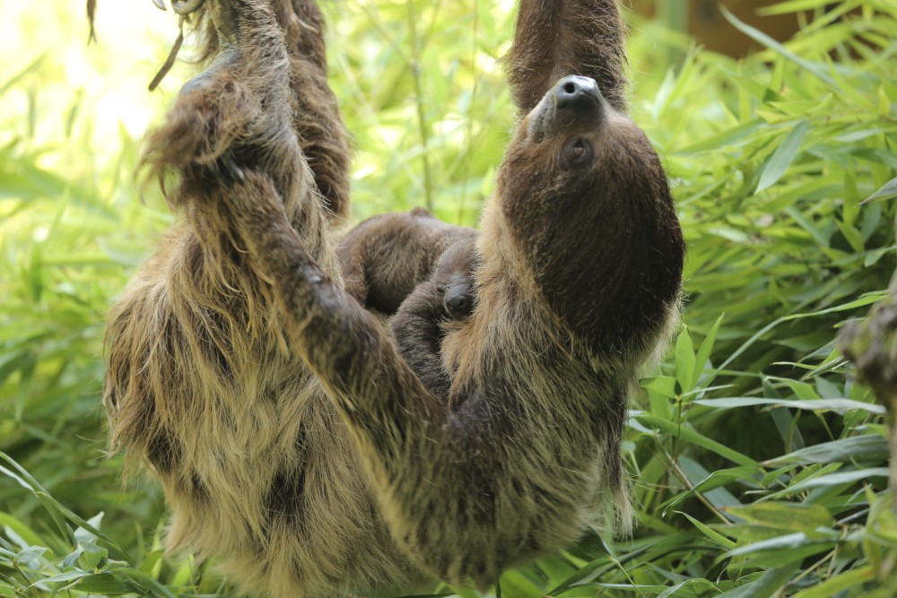 Nascita record al Parco Natura Viva: baby bradipo e mamma