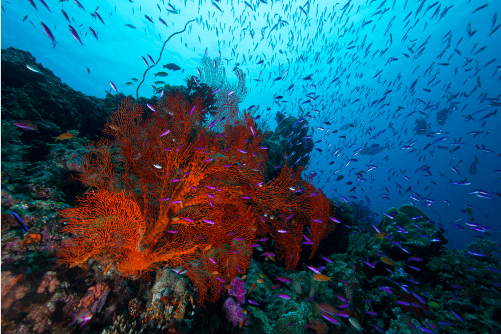 La Grande Barriera Corallina