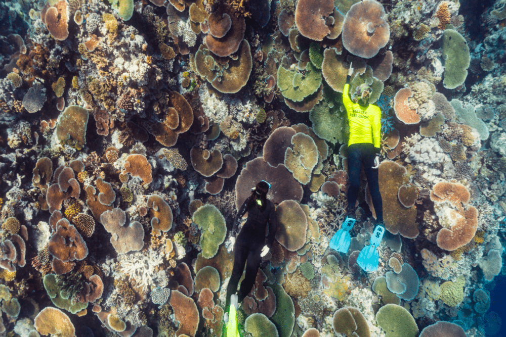 La Grande Barriera Corallina