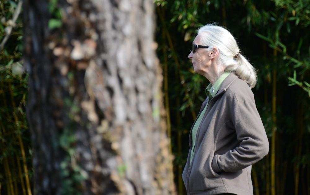 Jane Goodall