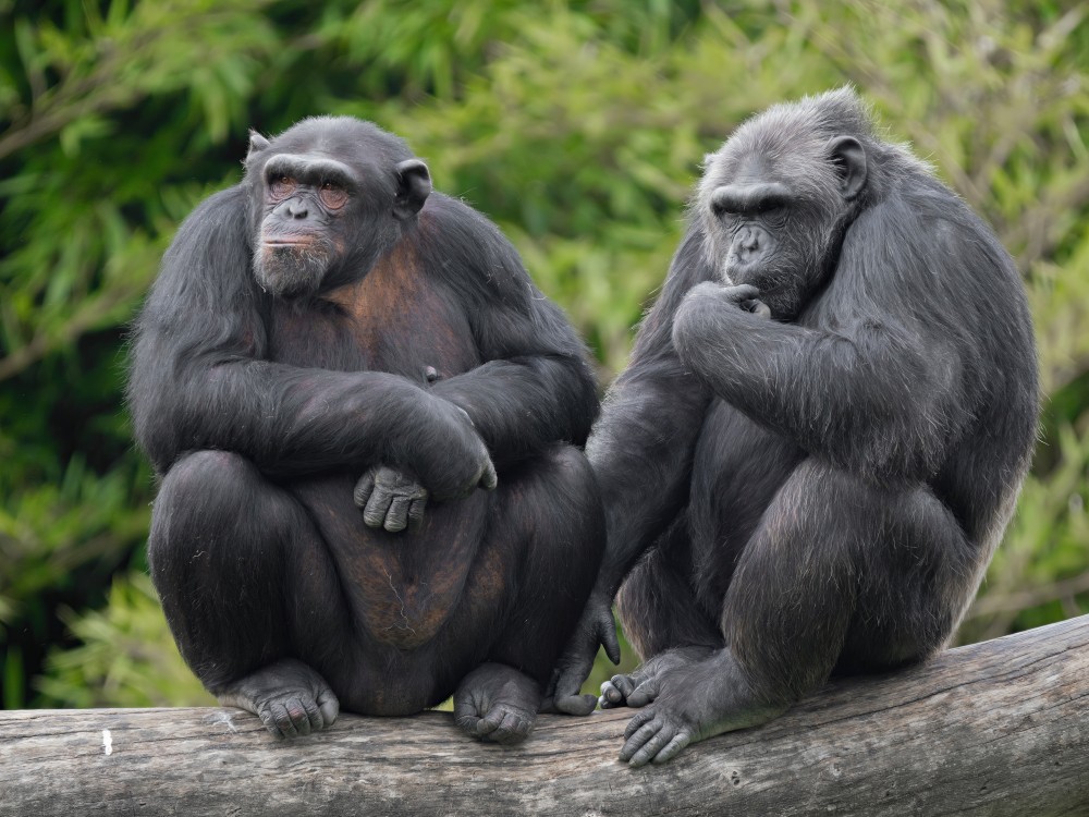 Scimpanzè al Parco Natura Viva, ph Andrea Raza