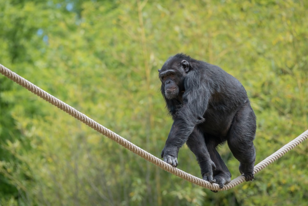 Scimpanzè al Parco Natura Viva, ph Claudio Filisetti