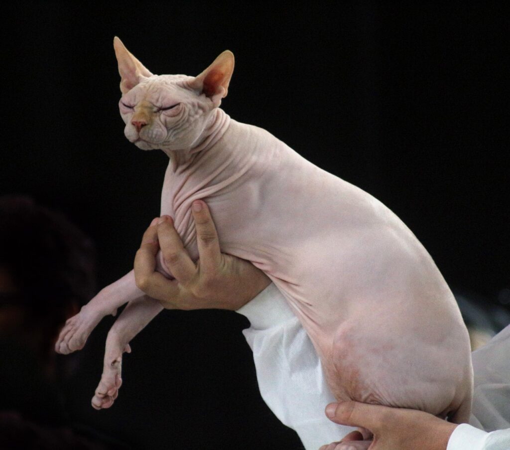 In mostra al SuperCat Show 2025, tanti gatti di diverse razze, sopra un gatto Sphynx, (Foto free di Xaya da Pixabay)